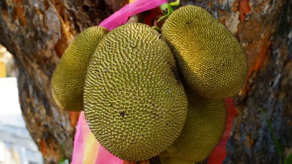 Is Jackfruit KetoFriendly? Keto Lifehacker